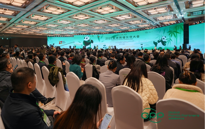2025全球熊猫伙伴大会举行 四川彭州向